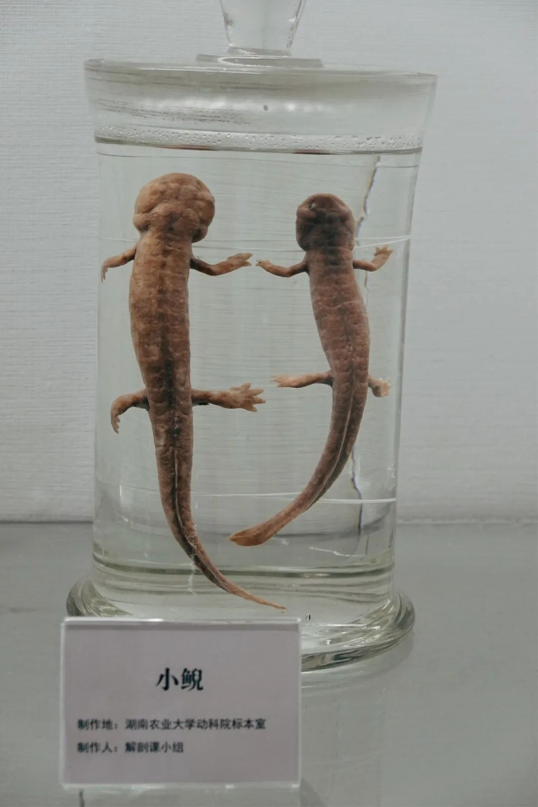 DƬ